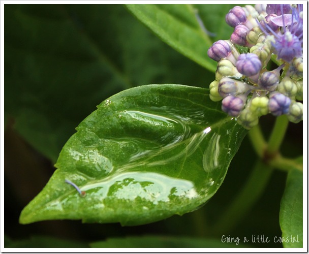 hydrangea5