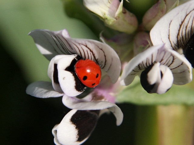 [joaninha numa flor de fava[4].jpg]