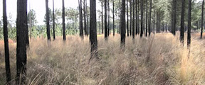 blondgrass.jpg blondgrass.jpg
