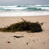  &ndash; Seaweed