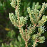  &ndash; Vegetation at Solander Point