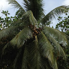 coconut