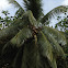 coconut