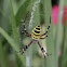 Wasp Spider