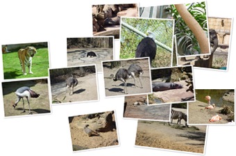 Erlebnis-Zoo Hannover anzeigen