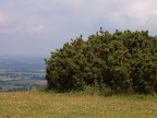walk_29_am_Bush_near_trig_point.jpg.JPG 