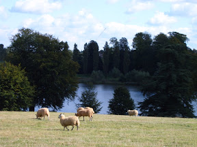 blenheim_palace_lake_sheep.JPG