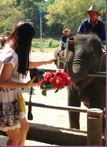 mae taeng elephant park