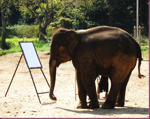 elephant drawing at mae taeng elephant park