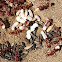 Ants