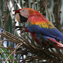 Scarlet Macaw