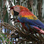 Scarlet Macaw