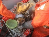 un perro que sobrevivi&oacute; 21 d&iacute;as al tsunami en Jap&oacute;n