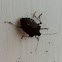 Stink bug