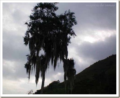 mujeres_grises