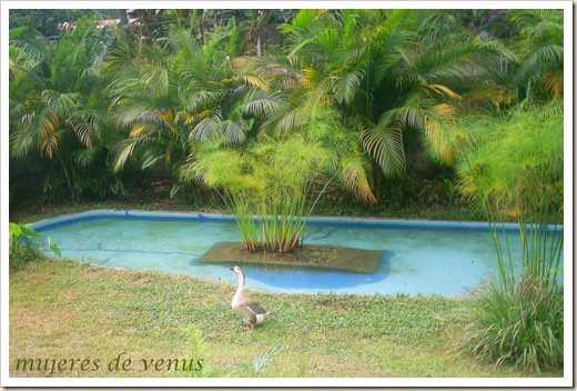patos rosados