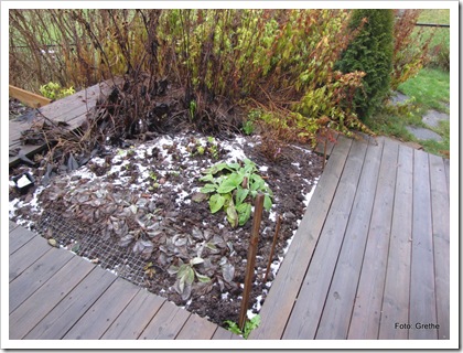 Nov 2010 , etter første frost Nov 2010 , etter første frost