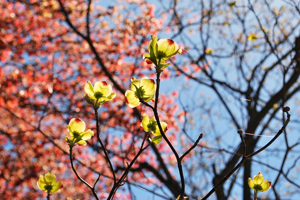 [spring flowers[4].jpg]