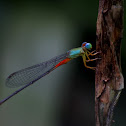Damselfly