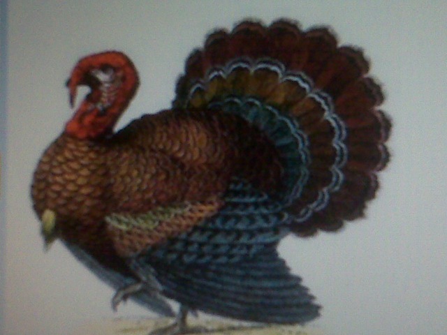 [turkey[2].jpg]