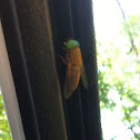 Horse Fly