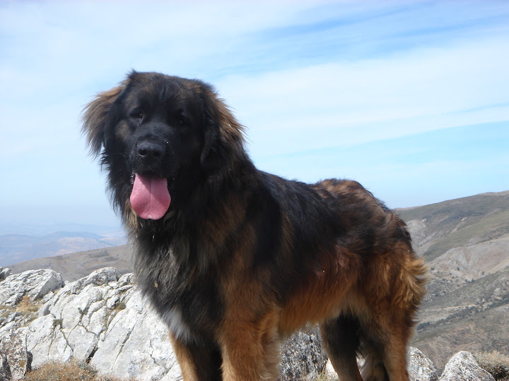 Spanish Highs Leonberger dog, Bruno, appears on BBC2