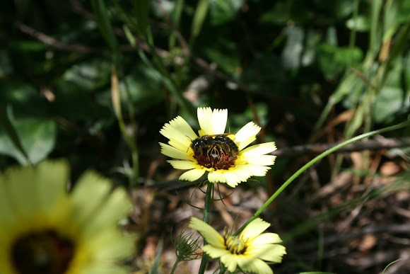 Spotting Image 1