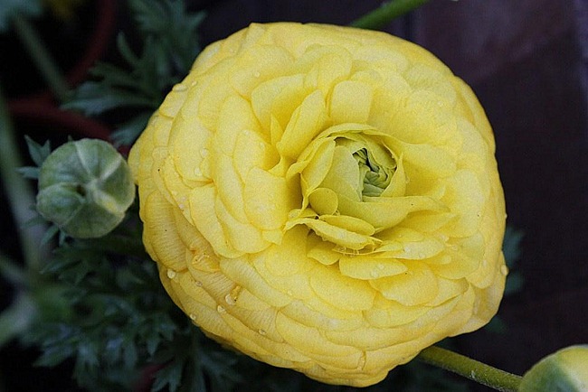 [Ranunculus[3].jpg]