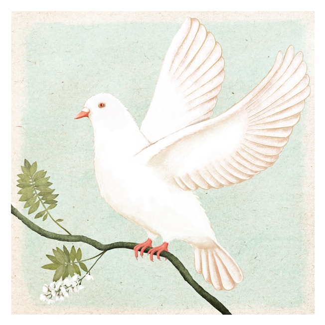 a white dove