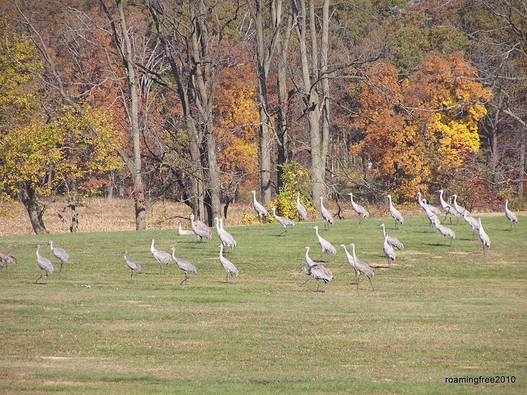 [sandhill cranes[5].jpg]