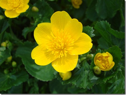 Graten Gras 029