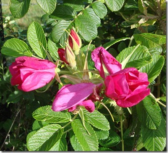 Beeren 004