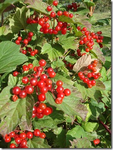 Beeren 005