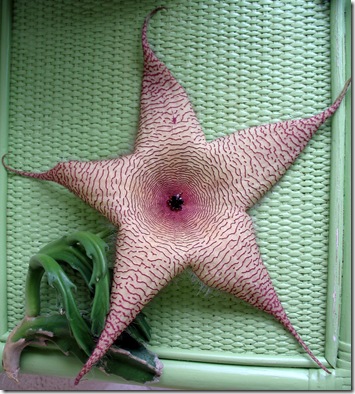 7-13 Starfish Flower