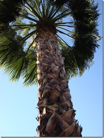 Palm Springs by Patricia Gray Palm Springs by Patricia Gray