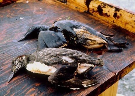[BP Oil Spill - Birds died as they were entrapped within the oil slick[4].jpg]