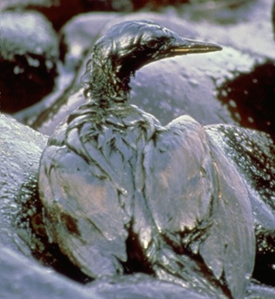 [BP Oil Spill - Birds Struggling for their life[5].jpg]