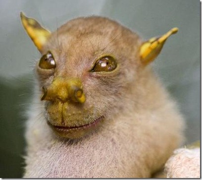 yoda bats adalah kelelawar yang mempunyai hidung berben