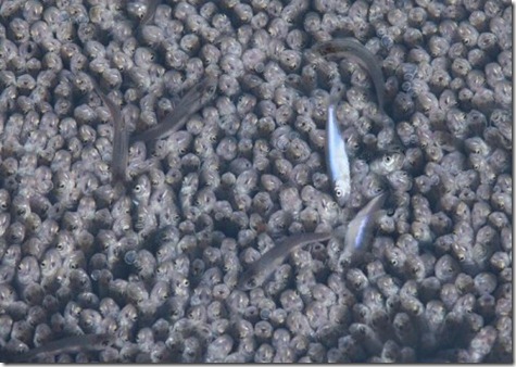 Russia Fish