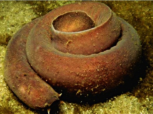 [106196_ikan-hagfish[3].jpg]