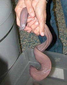 [hagfish-specimen-se43[3].jpg]