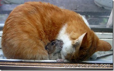 Mice-And-Cats