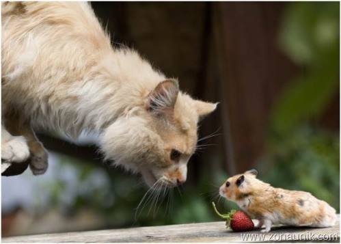 [Mice-And-Cats-3[6].jpg]