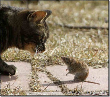 Mice-And-Cats-6