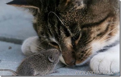 Mice-And-Cats-16
