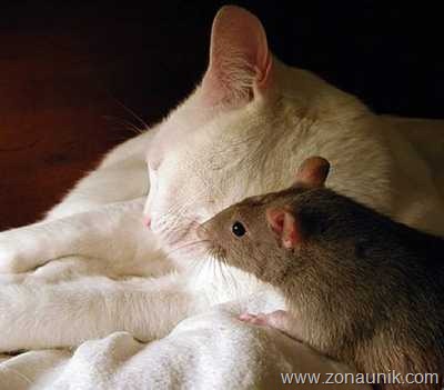 [Mice-And-Cats-19[5].jpg]