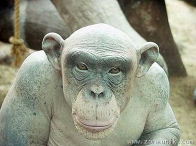 bald_monkey_08