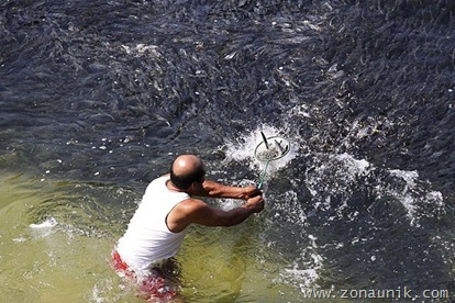 Ikan terdampar (7) Ikan terdampar (7)