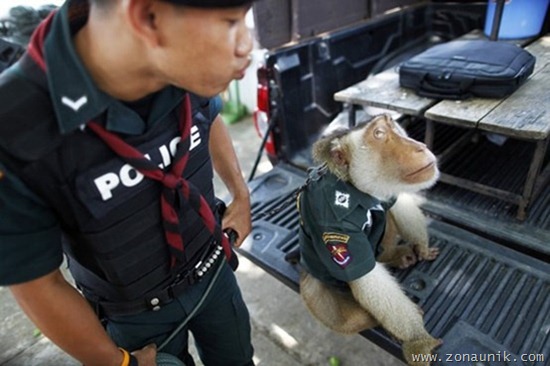 Polisi Monyet (2)