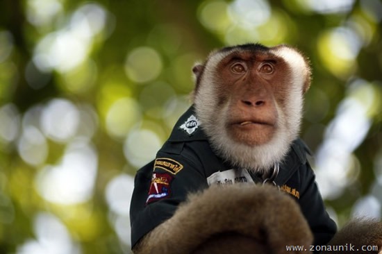 [Polisi-Monyet-42.jpg]